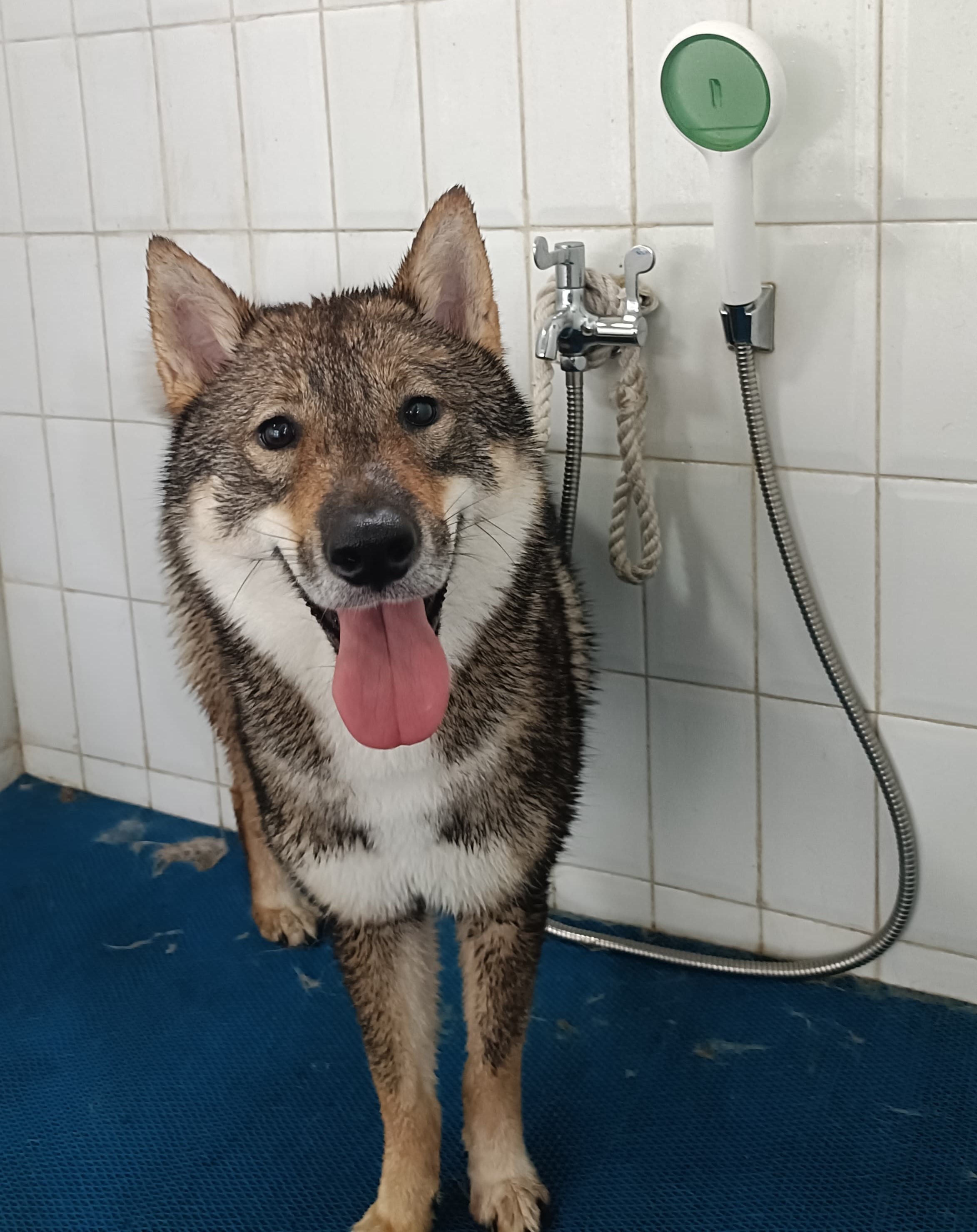 M (5-20 Kg)
